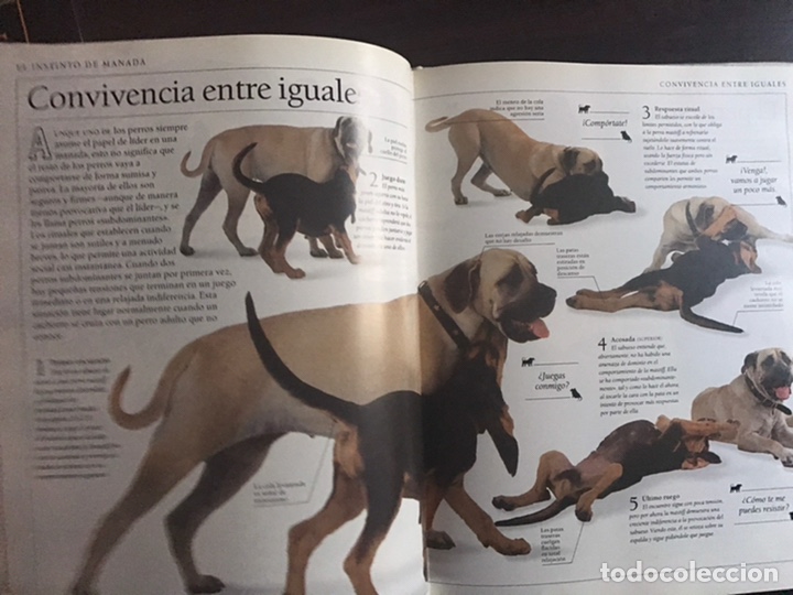 Libros: Conozca su perro. Bruce Fogle. Blume - Foto 6