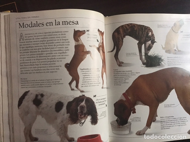 Libros: Conozca su perro. Bruce Fogle. Blume - Foto 7