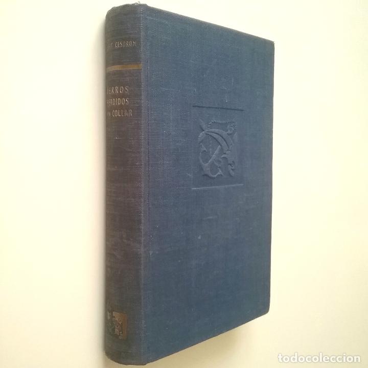 Libros: Gilbert Cesbron - Perros perdidos sin collar - Foto 1