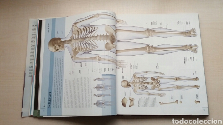 Libros: The human Body Book. Steve Parker. DK. INGL&Eacute;S. - Foto 9