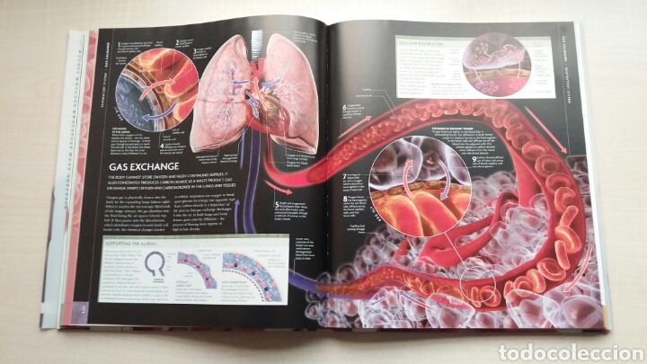 Libros: The human Body Book. Steve Parker. DK. INGL&Eacute;S. - Foto 10
