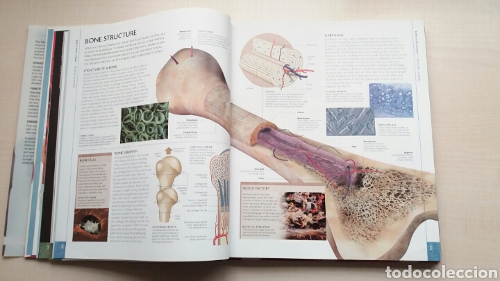 Libros: The human Body Book. Steve Parker. DK. INGL&Eacute;S. - Foto 11