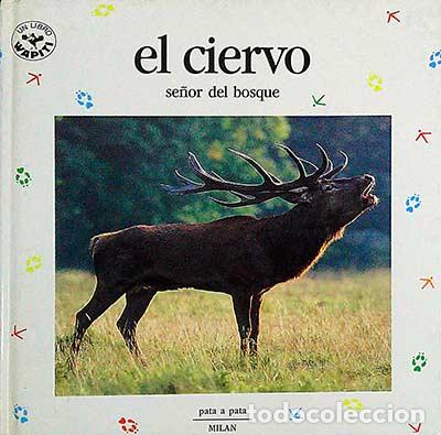 Libros: El ciervo. Se&ntilde;or del bosque - VVAA - Foto 1
