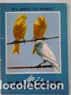 Libros: MIS CANARIOS - Fournier,Robert - Foto 1