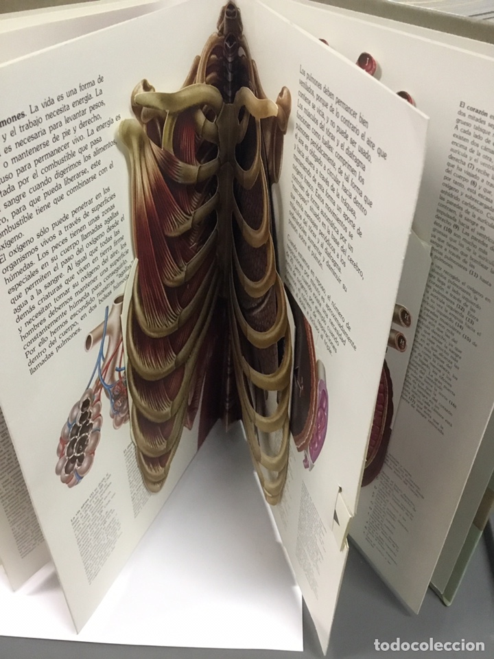 Libros: EL CUERPO HUMANO. Tridimensional - Foto 3