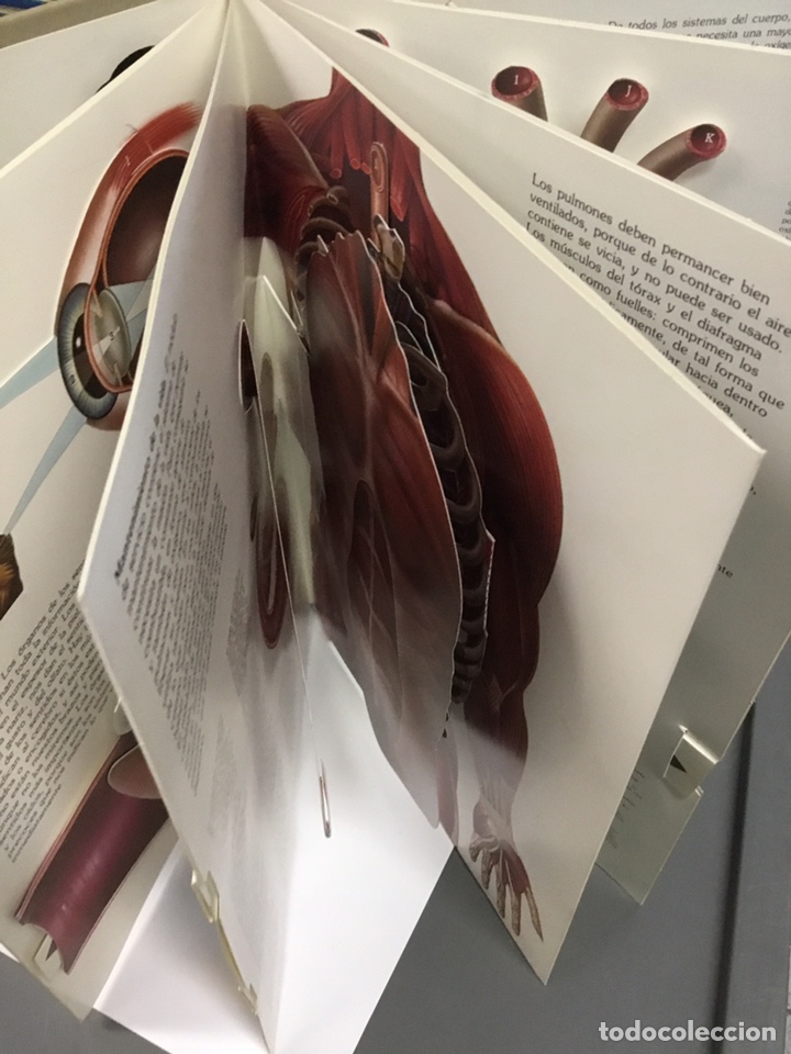 Libros: EL CUERPO HUMANO. Tridimensional - Foto 4