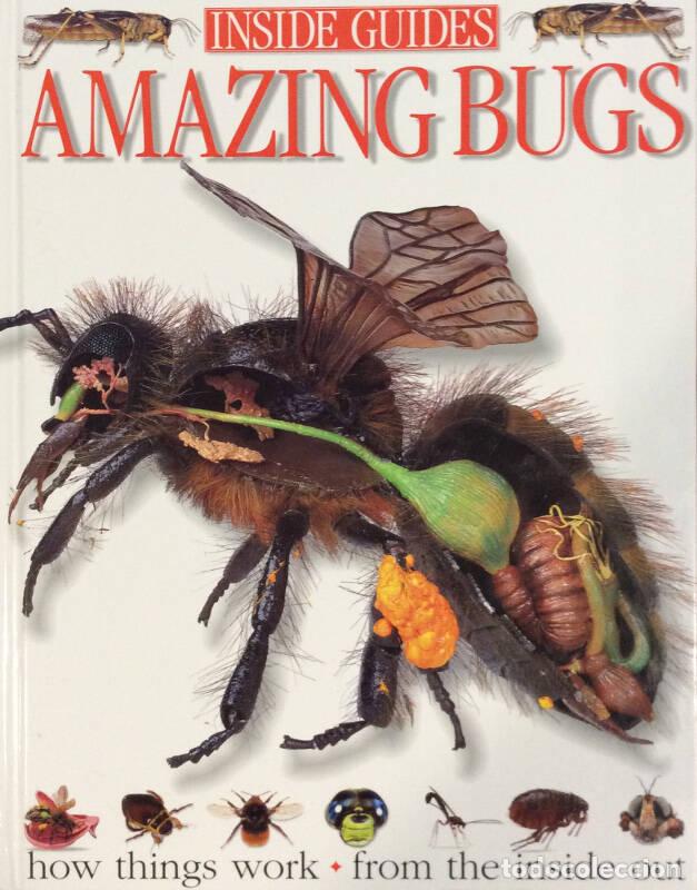 Libros: Amazing Bugs - Miranda MacQuitty - Foto 1