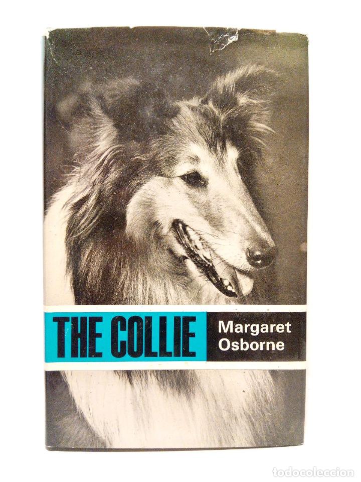 Libros: OSBORNE, Margaret - The Collie - Foto 1