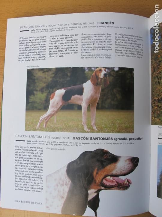 Libros: ENCICLOPEDIA PR&Aacute;CTICA: EL PERRO.- DR. ROUSSELET-BLANC.- EDIT. MARTINEZ ROCA. 1992 - Foto 5