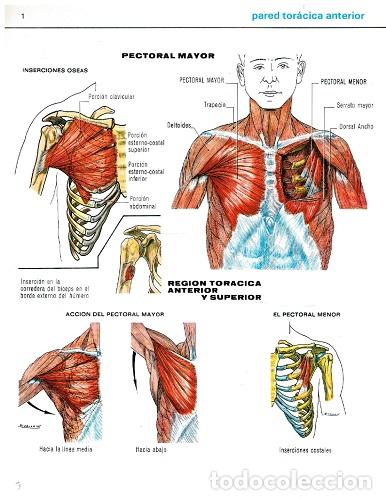 B&uuml;cher: Atlas muscular Ascorbamina 1500. 6 l&aacute;minas anat&oacute;micas - Ascorbamina