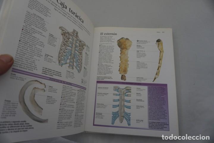 Libros: 2G - ATLAS DEL CUERPO HUMANO - PETER ABRAHAMS / LIBSA - Foto 4