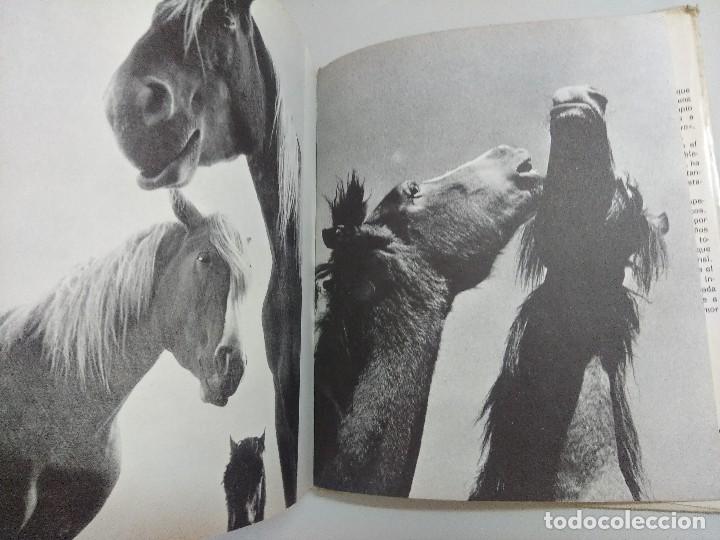 Libros: LIBRO/LOS CABALLOS MAS HERMOSOS. - Foto 2