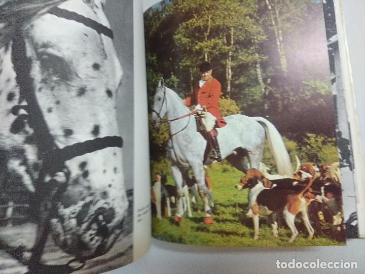Libros: LIBRO/LOS CABALLOS MAS HERMOSOS. - Foto 3