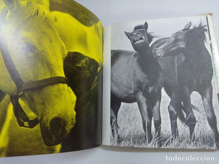 Libros: LIBRO/LOS CABALLOS MAS HERMOSOS. - Foto 4