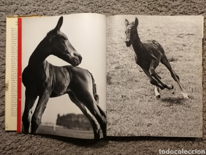 Libros: EL REINO DEL CABALLO. (EN INGL&Eacute;S) - Foto 5