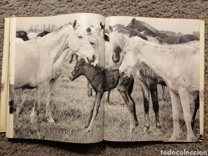 Libros: EL REINO DEL CABALLO. (EN INGL&Eacute;S) - Foto 7