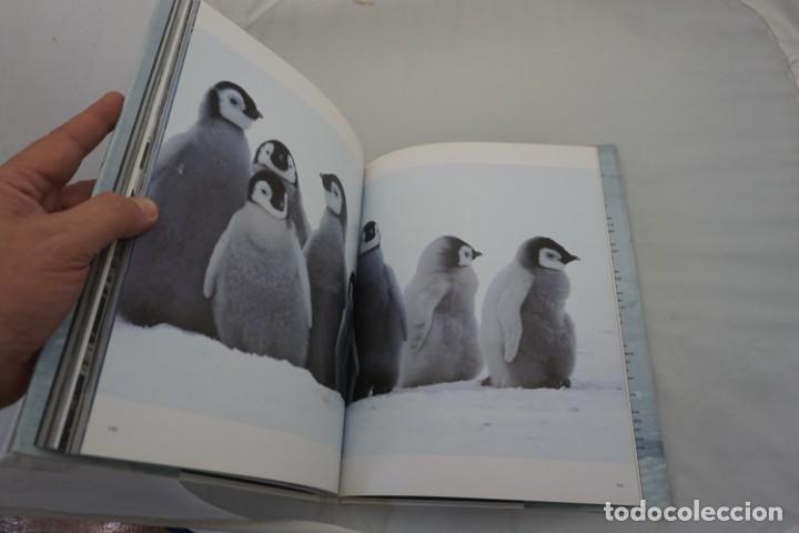 Libros: 6-0/ PINGUINO - LATING / TASCHEN - Foto 4