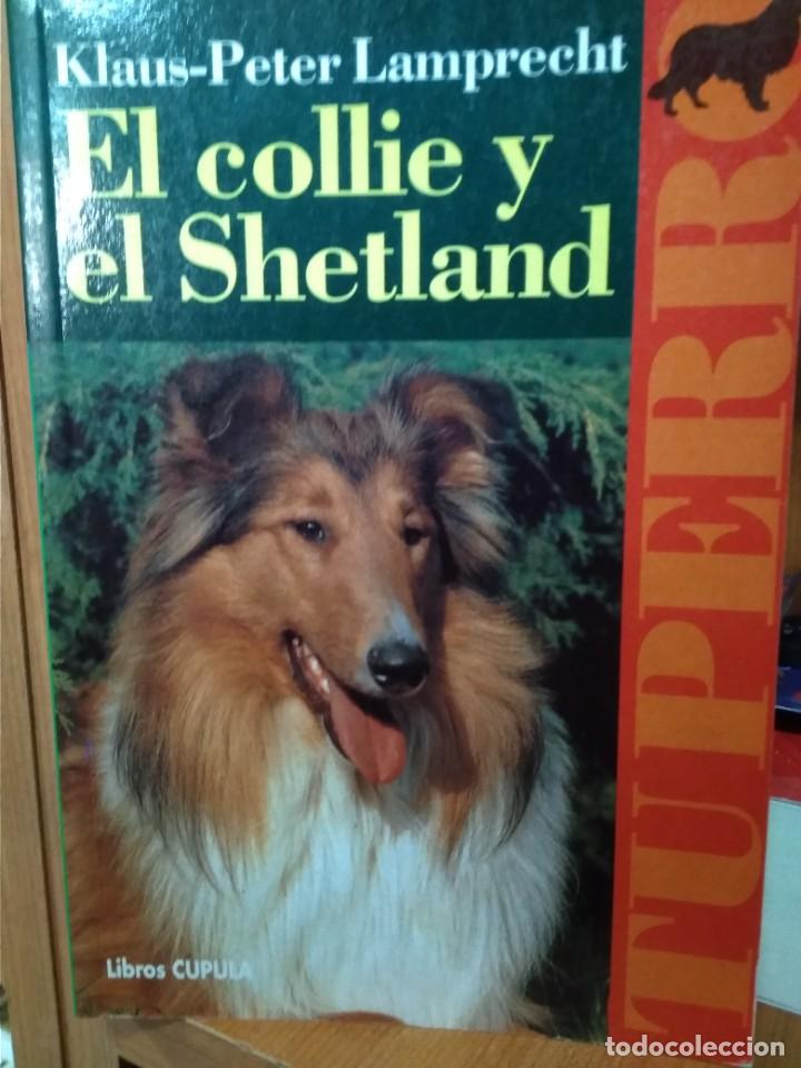 Libros: El collie y el shetland, Klaus-Peter Lamprecht, libros C&uacute;pula, editorial CEAC - Foto 1
