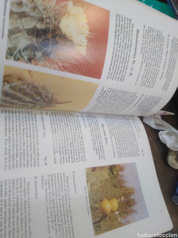 Libros: CACTOS Y OTRAS SUCULENTAS EN CUBA - V.V.A.A. - Foto 6