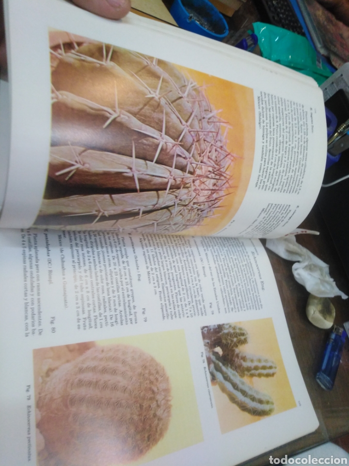 Libros: CACTOS Y OTRAS SUCULENTAS EN CUBA - V.V.A.A. - Foto 7