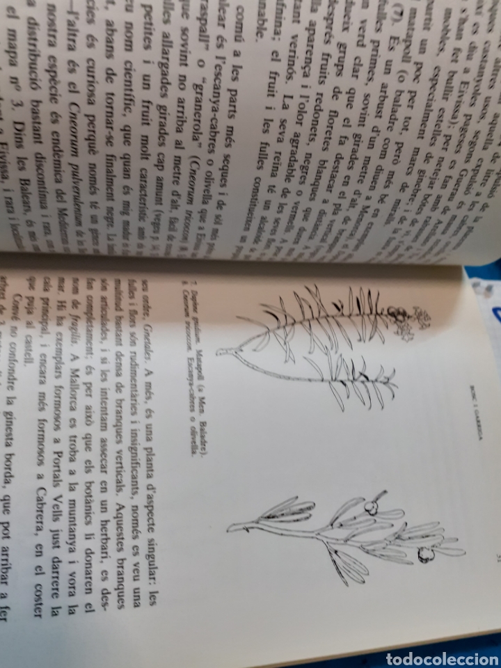 Libros: PLANTES DE LES BALEARS - BONNER, Antoni. - Foto 3