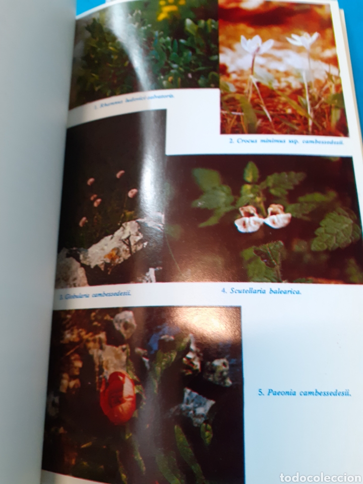 Libros: PLANTES DE LES BALEARS - BONNER, Antoni. - Foto 4