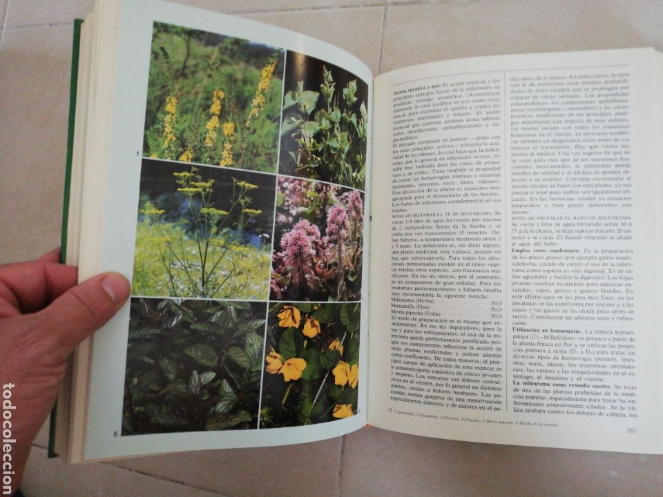 Libros: El gran libro de las plantas medicinales M. Paglow, editorial everest - Foto 8