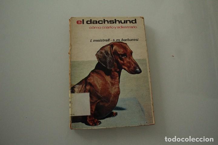 EL DACHSHUND COMO CRIARLO Y ADIESTRARLO