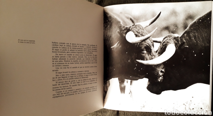 Libros: Libro Toros de Iberia. Robert Vavra - Foto 3