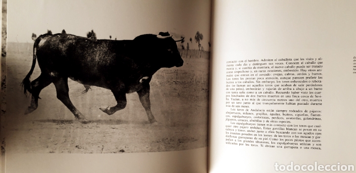 Libros: Libro Toros de Iberia. Robert Vavra - Foto 4