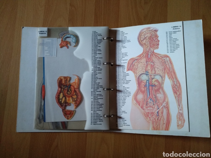 ant-190980)cuerpo humano anatomía de estudio d - Compra venta en  todocoleccion