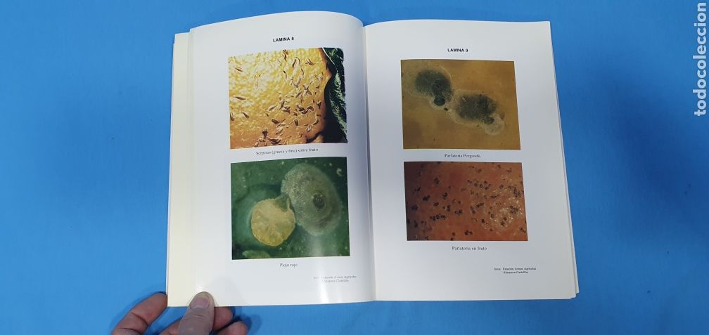 Libros: AGRIOS - M. AMOR&Oacute;S - 4a EDICI&Oacute;N - DIAGRO - Foto 4