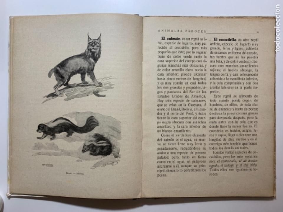 Libros: ANIMALES FEROCES. Ram&oacute;n Sopena, editor. 1942 - Foto 3