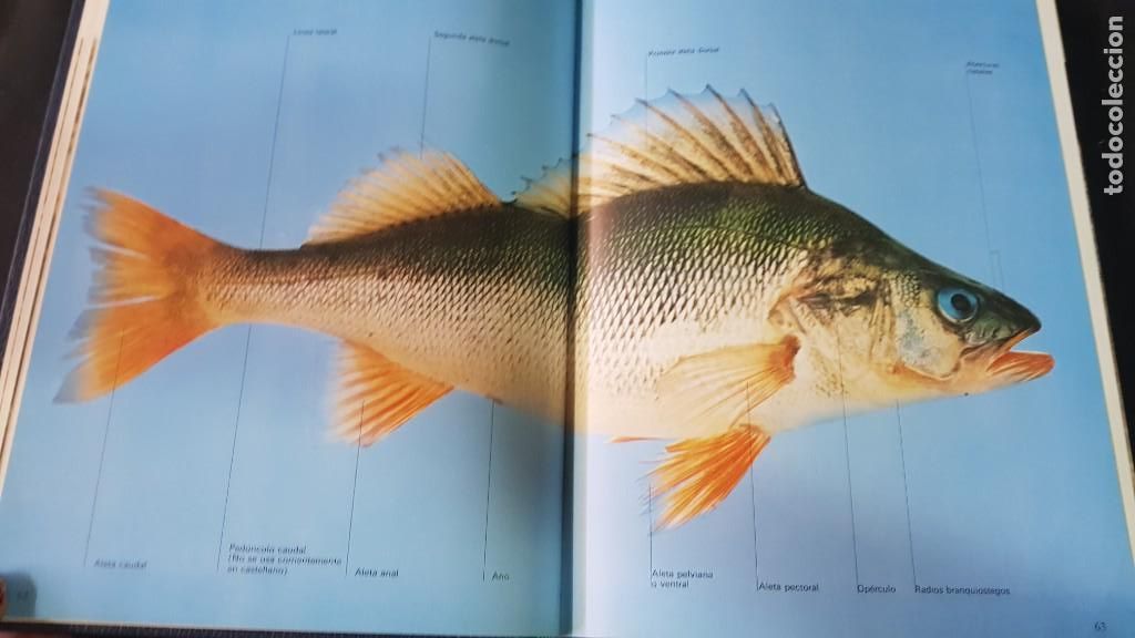 Libros: EL GRAN LIBRO DE LA PESCA - 2 TOMOS - PLAZA & JANES - ANO 1981 (ILUST) - Foto 12