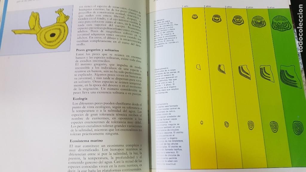 Libros: EL GRAN LIBRO DE LA PESCA - 2 TOMOS - PLAZA & JANES - ANO 1981 (ILUST) - Foto 13