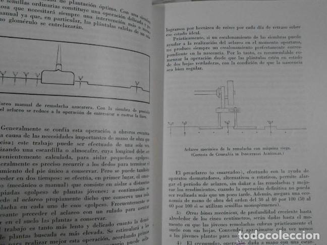 Libros: PLANTAS DE ESCARDA. Robert Darpoux y Marcel Debelley. TDK208 - - Foto 2