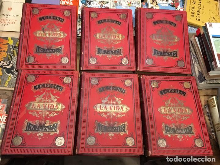 Libros: BREHM, A. E. Dr. - La vida de los animales (6 vols.) - Foto 2