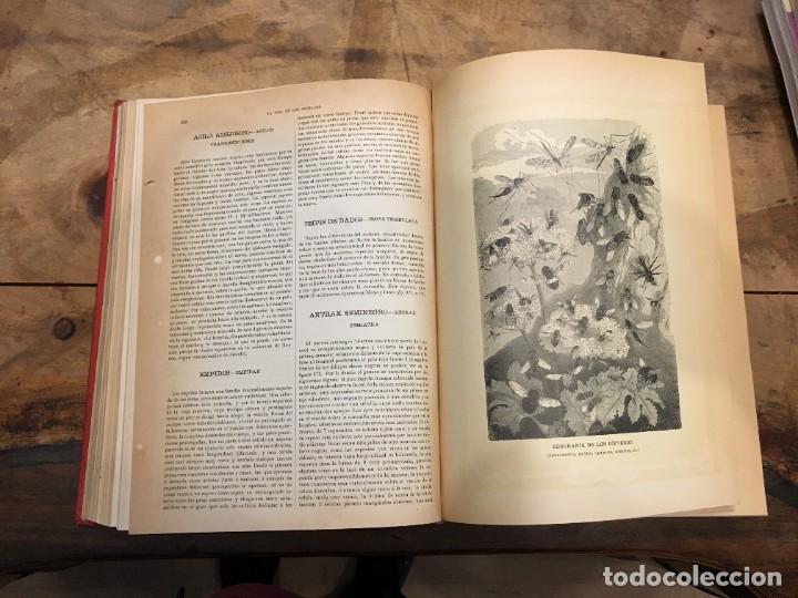 Libros: BREHM, A. E. Dr. - La vida de los animales (6 vols.) - Foto 3