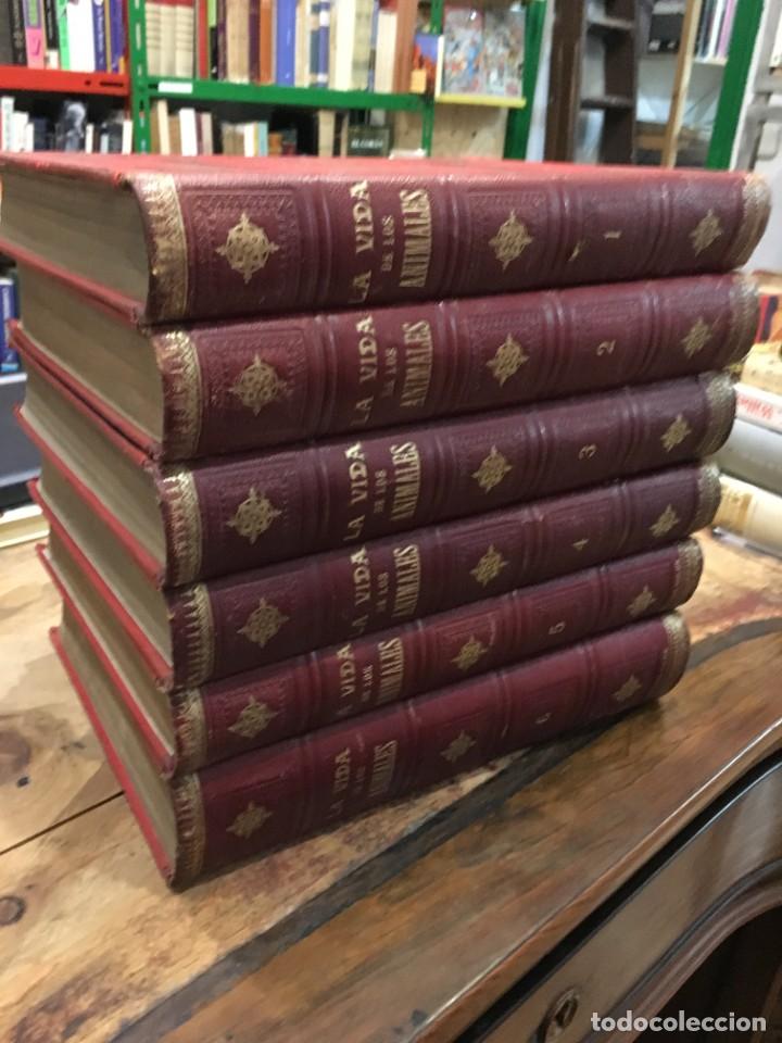 Libros: BREHM, A. E. Dr. - La vida de los animales (6 vols.) - Foto 5