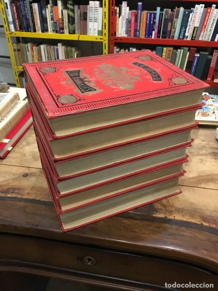 Libros: BREHM, A. E. Dr. - La vida de los animales (6 vols.) - Foto 7