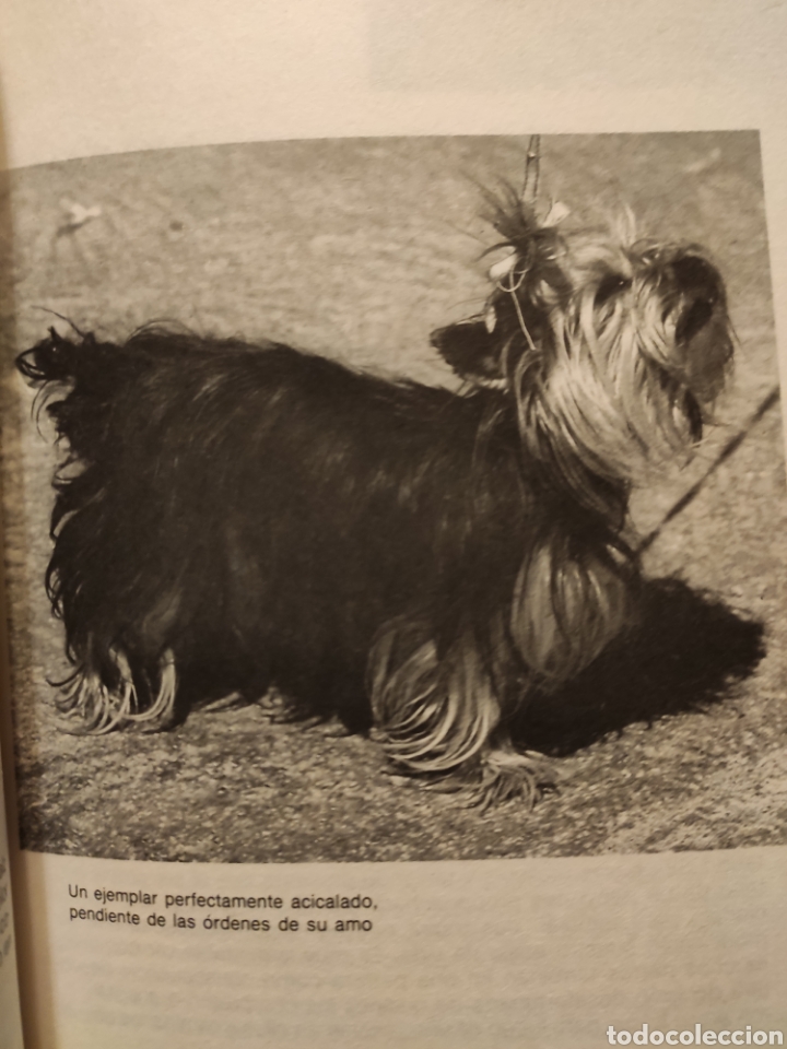 Libros: El Yorkshire Terrier. Guillermo L&oacute;pez. - Foto 4