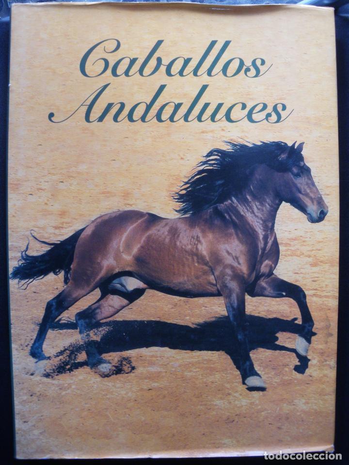 Libros: Camacho Dom&iacute;nguez, Jos&eacute; Mar&iacute;a - Caballos andaluces - Foto 1