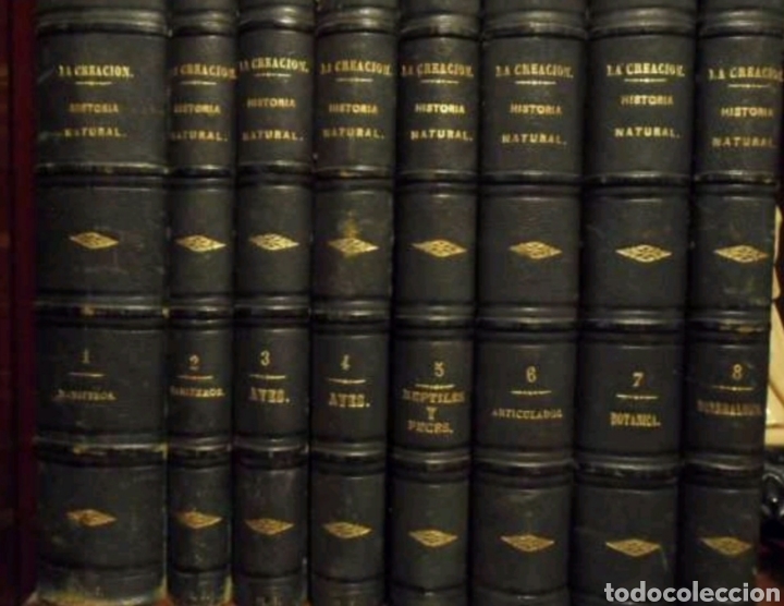 Libros: Enciclopedia Historia Natural Montaner y Sim&oacute;n 1876 8 volumenes