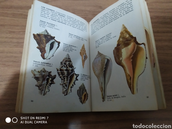 Libros: CONCHAS MARINAS / EDICIONES DAIMON - Foto 4