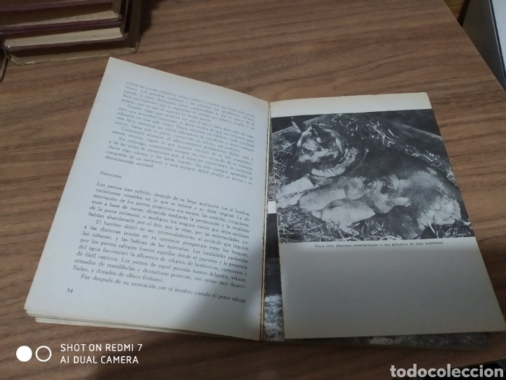 Libros: EL PERRO LOBO - Foto 5