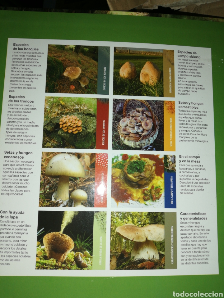 Libros: Setas ib&eacute;ricas(coleccionable 3 carpetas) Planeta DeAgostini - Foto 2
