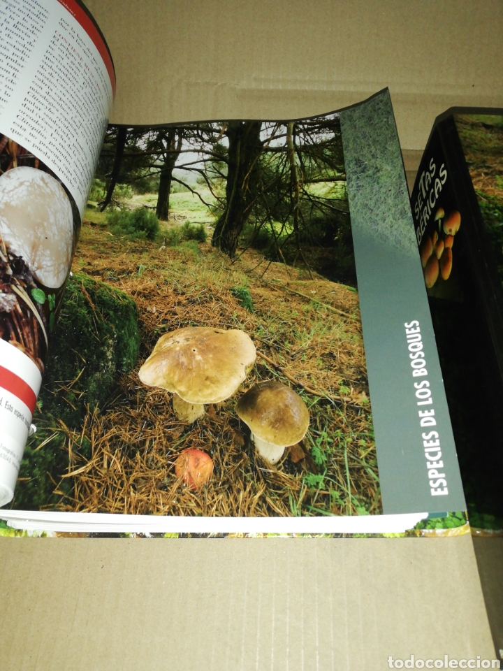 Libros: Setas ib&eacute;ricas(coleccionable 3 carpetas) Planeta DeAgostini - Foto 4