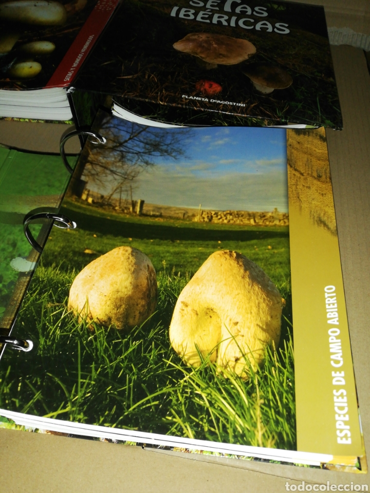 Libros: Setas ib&eacute;ricas(coleccionable 3 carpetas) Planeta DeAgostini - Foto 5