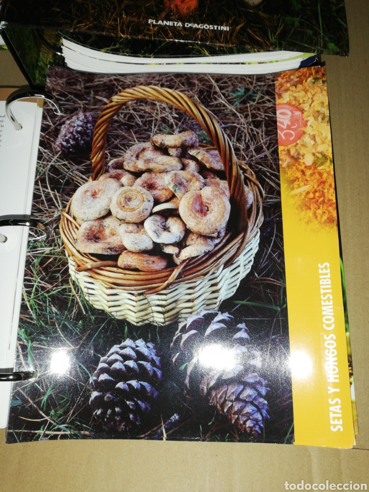 Libros: Setas ib&eacute;ricas(coleccionable 3 carpetas) Planeta DeAgostini - Foto 7