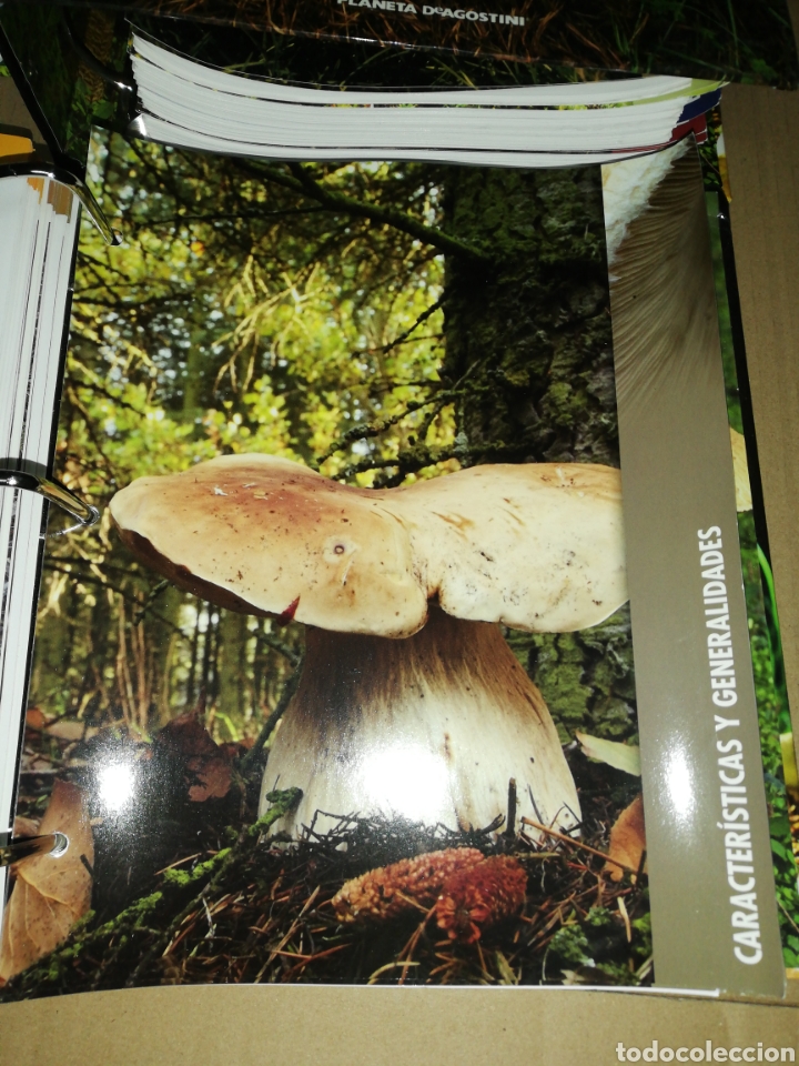Libros: Setas ib&eacute;ricas(coleccionable 3 carpetas) Planeta DeAgostini - Foto 8